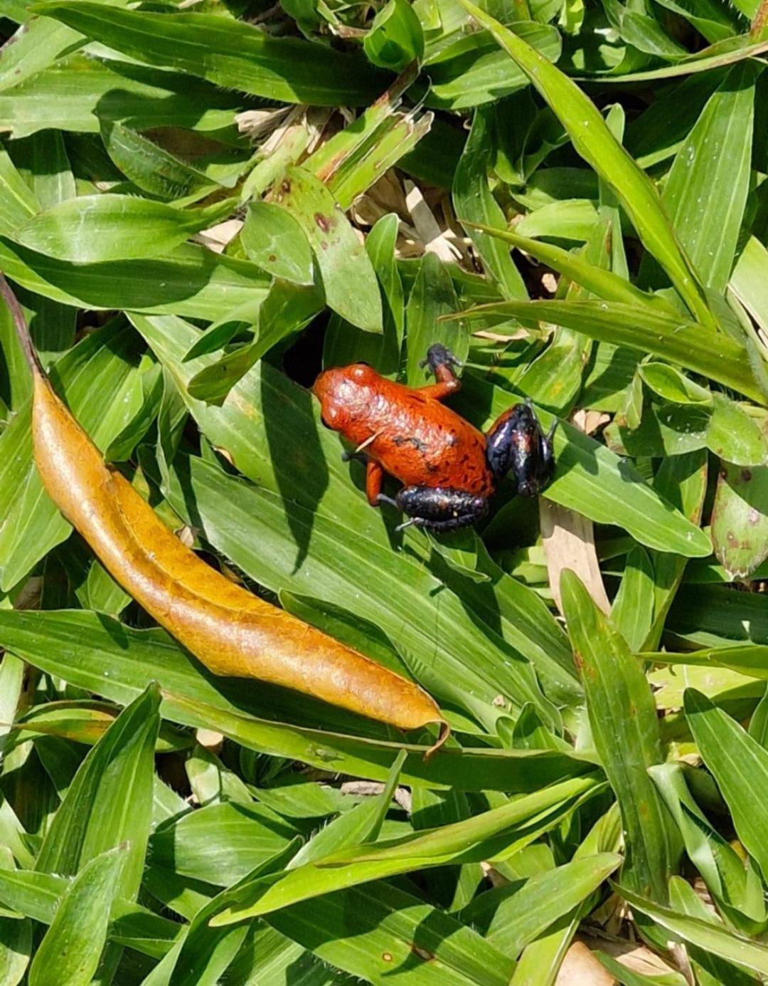 Del